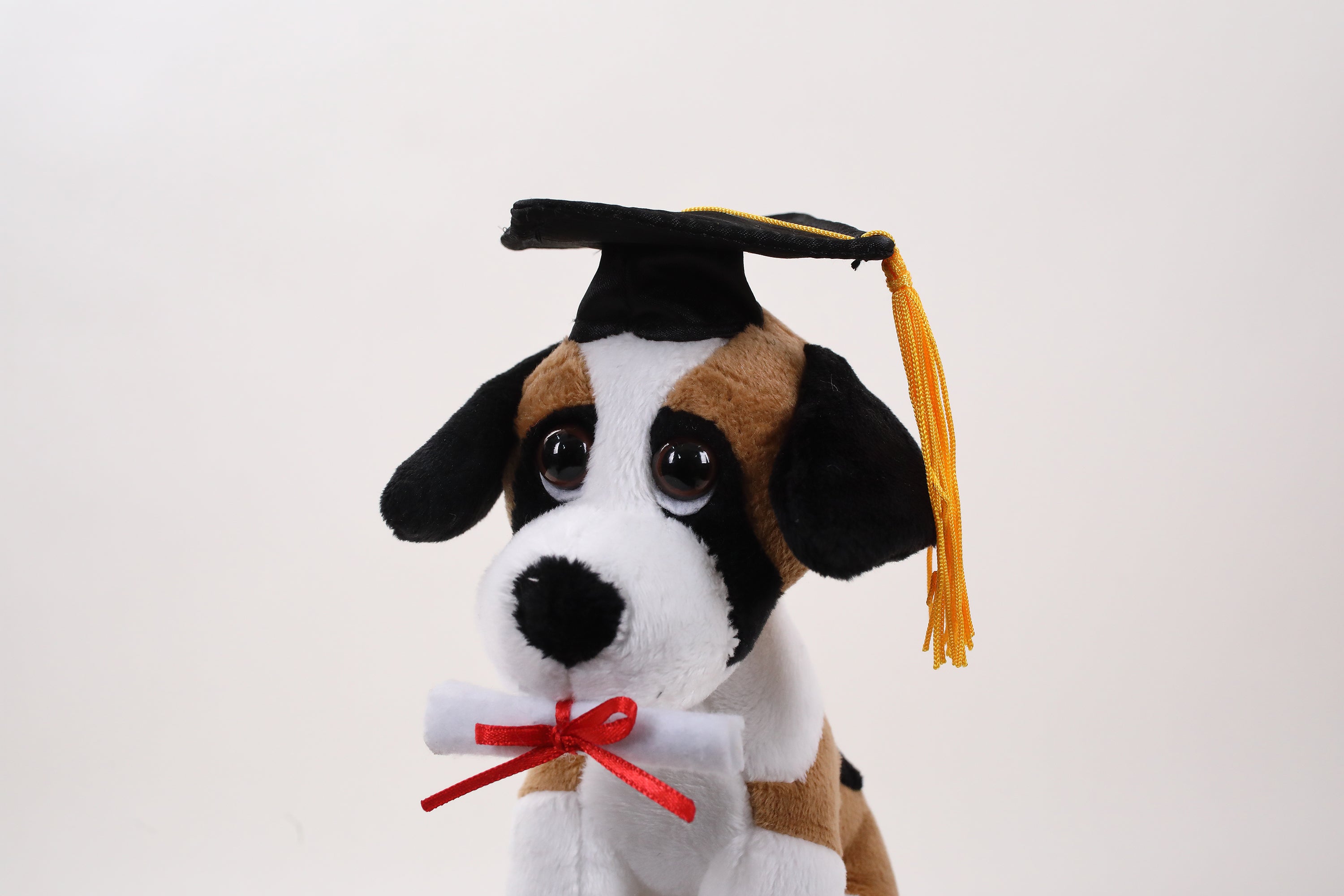 Graduation Cuddly Dog Toy 8" - 0