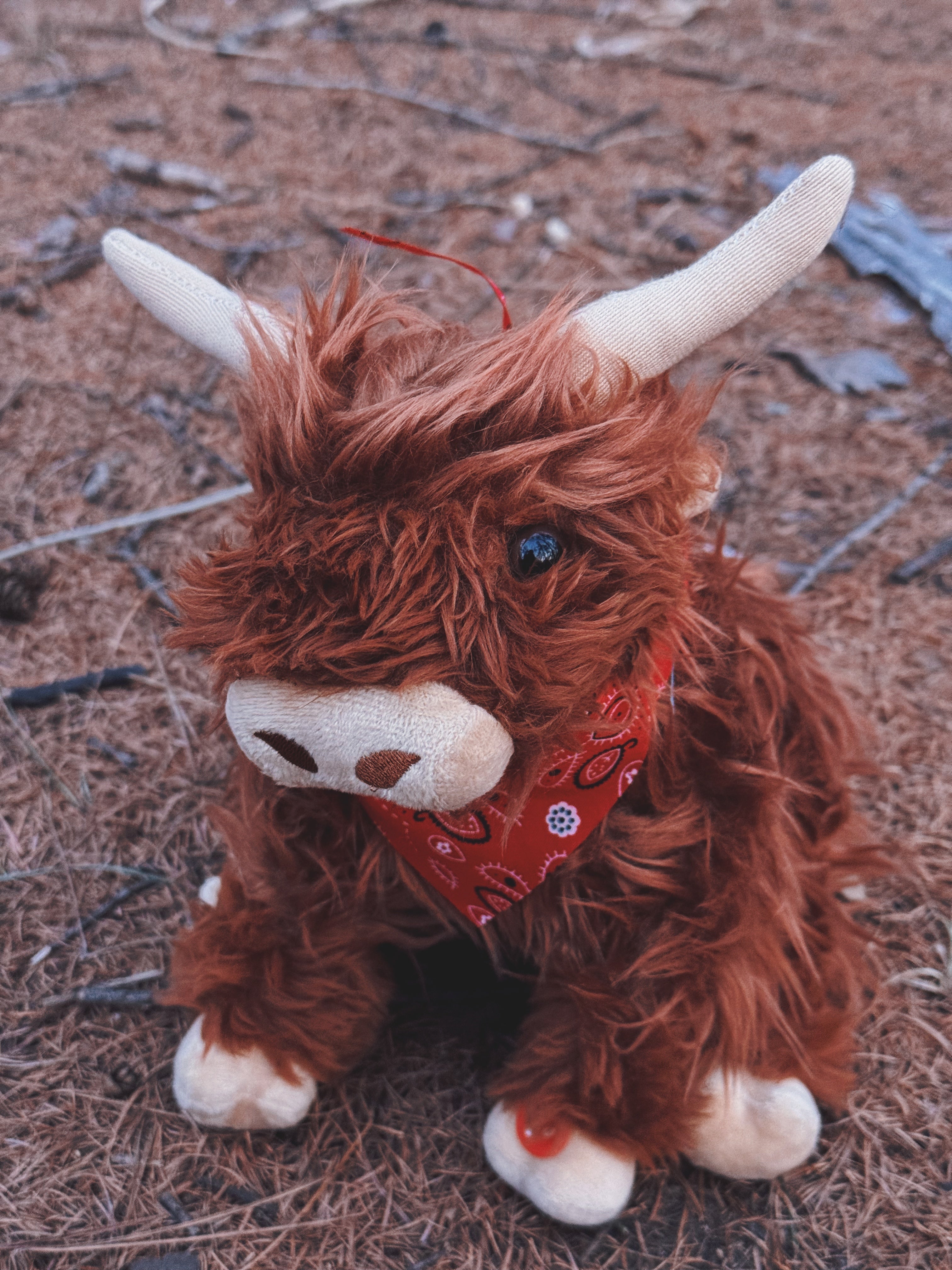 Highland Cow with Moo Soun 10"