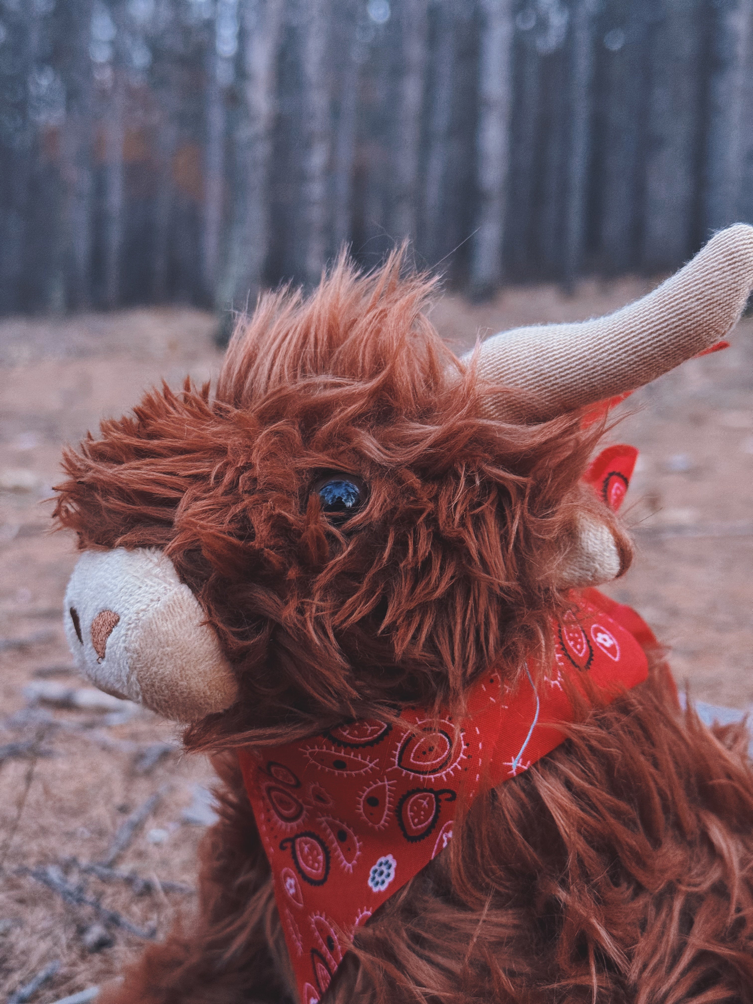 Highland Cow with Moo Soun 10"