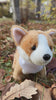 8" Standing Butterscotch the Corgi with Collar, Featuring Soft Fur and Includes a Lovely Video by Plushland.